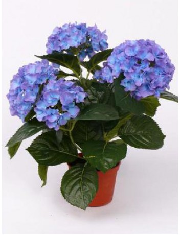 Гортензия Голубая - комнатные цветы