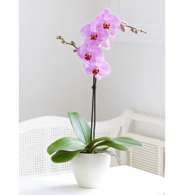 Орхидея одноствольная