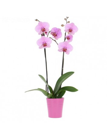 Орхидея Фаленопсис двухствольная 